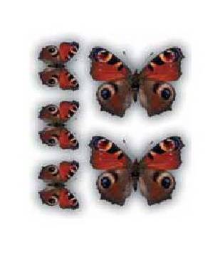 Наклейка Бабочки Павлиний глаз (набор 3+2) (24х27см) (Россия)