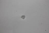 Пистон тяги ручки двери /1118-2190/ (Челябинск) Пистон тяги ручки двери /1118-2190/ (Челябинск)